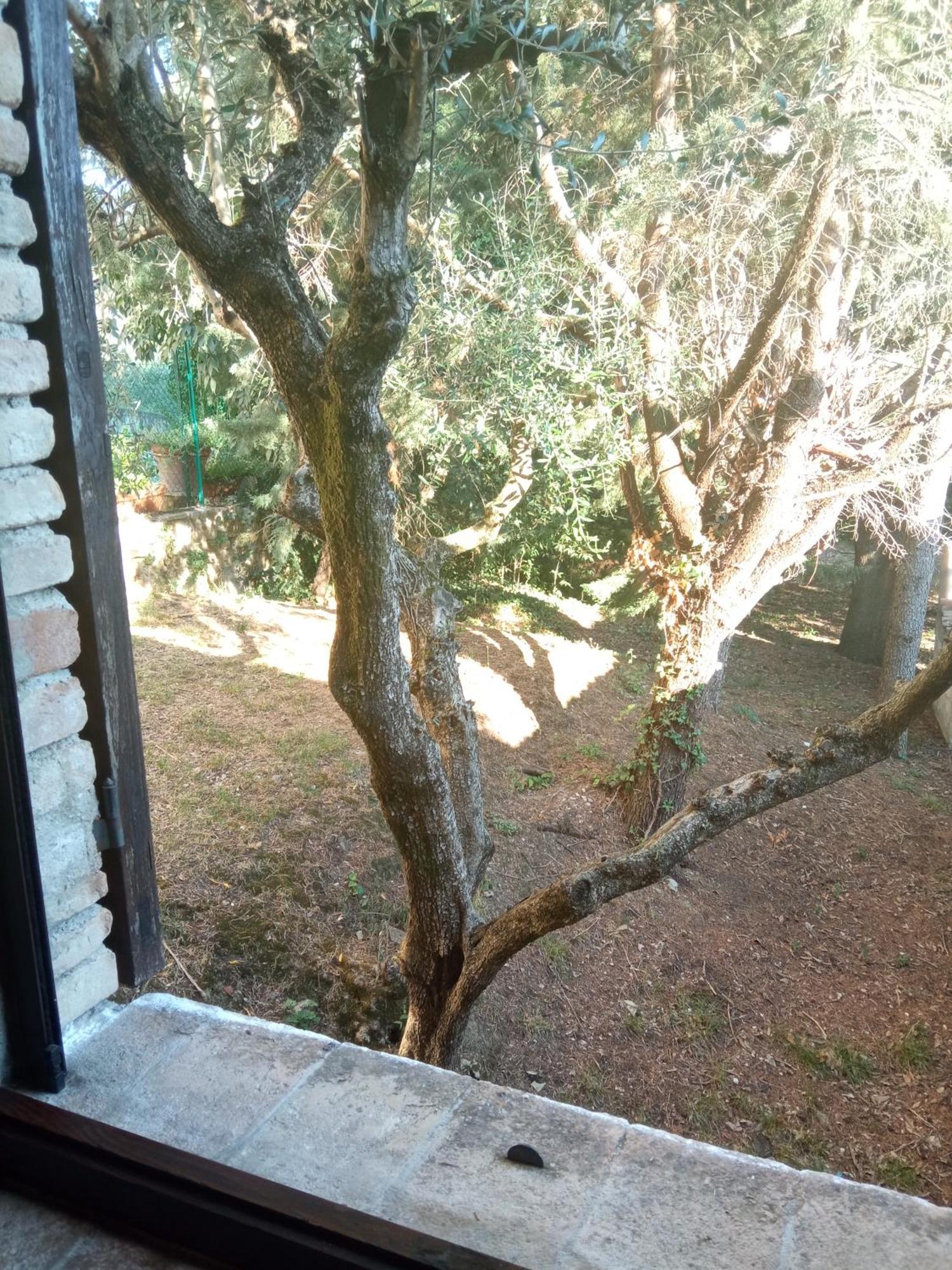 All'Ombra Di San Damiano Assisi Bagian luar foto